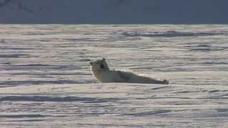 Isbjörn på Svalbard [upl. by Saiff]