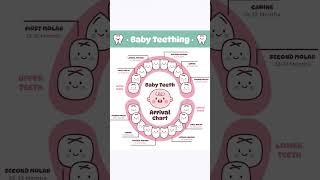 Baby Teething By Order of Appearance  Teething Chart [upl. by Pierrepont929]