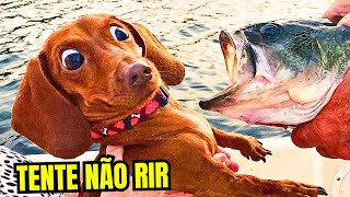 TENTE NÃO RIR Pt 5  IMPOSSÍVEL NÃO RIR DOS ANIMAIS MAIS ENGRAÇADOS DA INTERNET [upl. by Ellehc116]