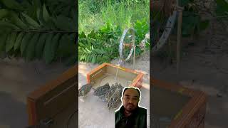 Perangkap burung shortvideo lucu trap trapbird [upl. by Airretnahs791]