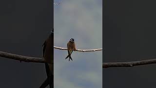 Whiskered Treeswift  female [upl. by Yaron]