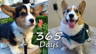 Puppyhood in 365 DAYS A CORGI PUPPY GROWS UP [upl. by Rehtae281]