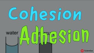 cohesion adhesion [upl. by Qirat532]