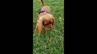 Link Ruby Cavalier King Charles Spaniel does Zoomies at the park [upl. by Martie]