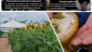 Banco de Germoplasma de Girassol Helianthus annuus [upl. by Idalla]