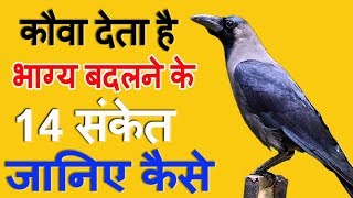 कौए के बताये हुए 14 शुभ संकेत कौए से जुड़े शकुनअपशकुन  Crow gestures as per hindu beliefs [upl. by Oirom861]