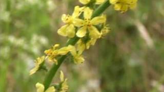 Bach Flower Remedies  Agrimony [upl. by Atwekk658]