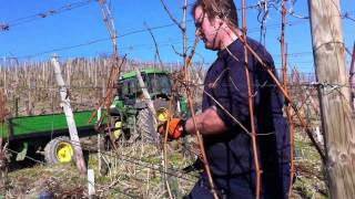 Weinreben werden im Frühjahr geschnitten [upl. by Brinna]