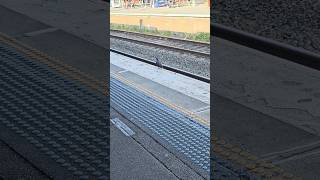 Madam Pigeon Please stay behind the yellow line for your safety and ours shorts laughnonstop [upl. by Riker532]