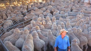 The Art of Raising 1 Million Merino Sheep in Australian Outback  Sheep Farming Uncovered [upl. by Annaehr133]