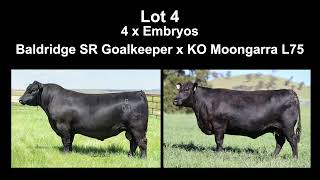 Lot 4 Embryos NZCL75 x Baldridge SR Goalkeeper KO Angus Heart of the Herd Female Sale 2023 [upl. by Llenart]