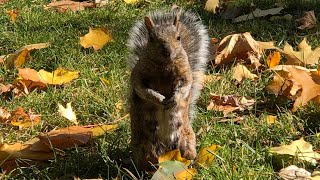 L’écureuil en automne 🐿️🍂🍁 [upl. by Anaizit]