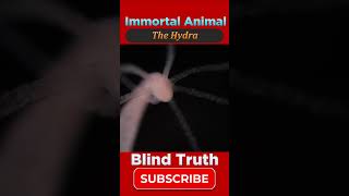 The Hydra  Immortal Animals  Amazing Informative Video  Blind Truth [upl. by Colly]