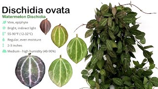 How I Grow Dischidia Ovata Watermelon Live Trick to grow faster  A Garden Cat  EP33 [upl. by Anirtek856]