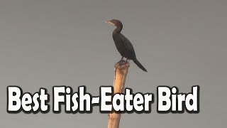 Facts About The Great Cormorant Birds  The World’s Best FishEater Bird [upl. by Iclek]