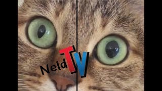 Cats Pupils Dilated  So Awesome  Eye Changing [upl. by Kilgore]