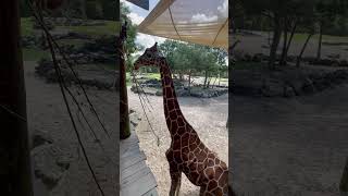 Giraffe zoo animal Africa So cute [upl. by Earley]