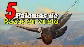 5 Tipos de PALOMAS en VUELO que te GUSTAR ver Buchonas de Raza [upl. by Cichocki]