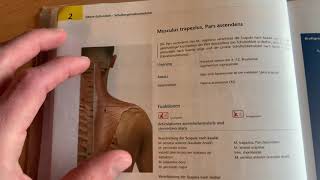 Anatomie  Musculus trapezius Pars ascendens [upl. by Nojed136]