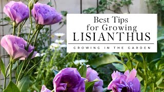 HOW to PLANT and GROW LISIANTHUS plus TIPS for growing lisianthus in HOT CLIMATES [upl. by Josefa]