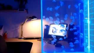 100 pet jellyfish in a Pulse 80 jellyfish tank by Cubic [upl. by Nolram710]