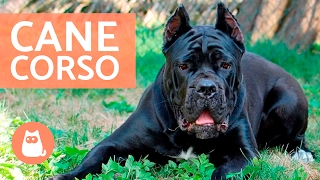 Cane corso  Características y adiestramiento del CANE CORSO [upl. by Curtice178]