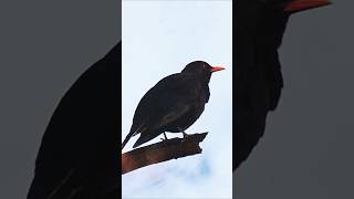 Blackbirds evening love song shorts bird nature relaxing [upl. by Jesus651]