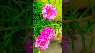 portulacaflower myterracegarden nature youtubeshorts viralvideo flowers [upl. by Tavie]