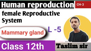 class 12th Biology chapter 3  mammary gland  human reproduction [upl. by Neirda165]