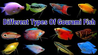 Different Types Of Gourami Fish [upl. by Ayikahs208]