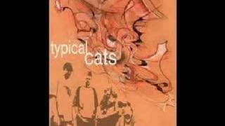 Typical Cats Qweloquiallisms [upl. by Arret]