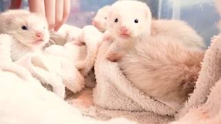 Ferret babies are grown up quickly From day 9 to day 30 [upl. by Sauers89]