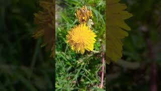 Taraxacum  Planta Diente de Leon [upl. by Siddon]