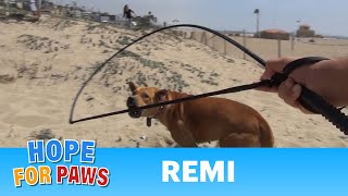 Pit Bull rescue on the beach  a surprise guest star Please share senior [upl. by Asyar442]