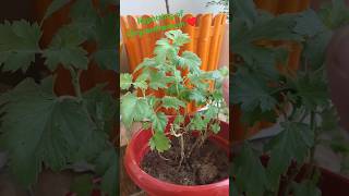 Repotting of chrysanthemum ♥️♥️plant repotting update 8gardening plants chrysanthemum [upl. by Alyehc]