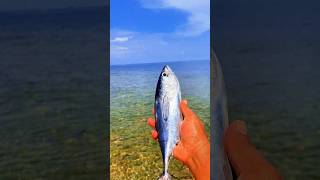 Found dead tongkolfish on the beach shorts shortvideo viralvideo [upl. by Ermentrude]