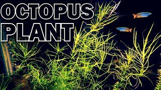 Pogostemon Stellatus Octopus Aquarium Plant [upl. by Sheilah923]