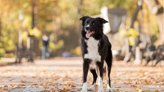 Collie Chaos🎶🐾  A Lively Song for Border Collie Fans 🐕💥 [upl. by Ax]