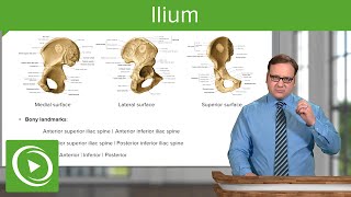 Ilium Body amp Bony Landmarks – Anatomy  Lecturio [upl. by Inahs]