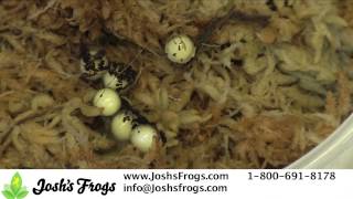 How to Care for Solomon Island Leaf Frog Eggs and Froglets [upl. by Edras]