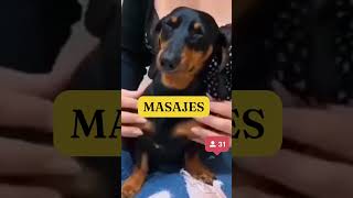 🔴Perro Salchicha Masajes✅ [upl. by Nosnevets]