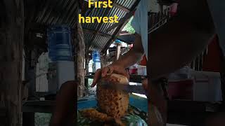 Pinya first harvest bfarm [upl. by Nodyarg]