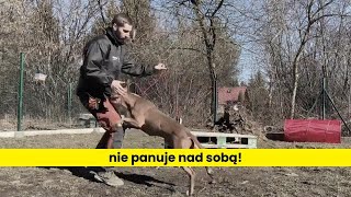 Piękny amstaff ale nie panuje nad sobą [upl. by Nagad259]