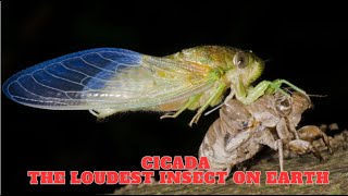 Cicada  The Loudest Insect On Earth [upl. by Ellatsyrc151]