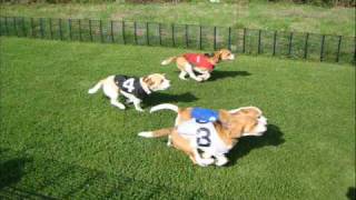 Beagle Racing Highlights 2008 [upl. by Aenotna523]