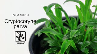 Cryptocoryne parva [upl. by Refynnej]