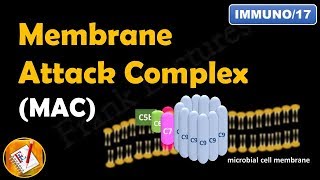 Membrane Attack Complex  Terminal Steps of Complement Pathways Part V FLImmuno17 [upl. by Miki]