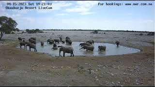 Elephants taking a bath etosha abril 15 2023 [upl. by Karita]