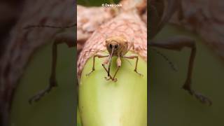 Acorn Weevil Natures Drill Insect shorts [upl. by Eirolam659]