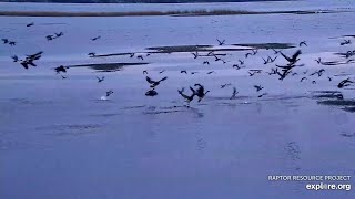 Mississippi River Flyway Everybirdy flies off when an eagle flies in  exploreorg 10222024 [upl. by Phillida]